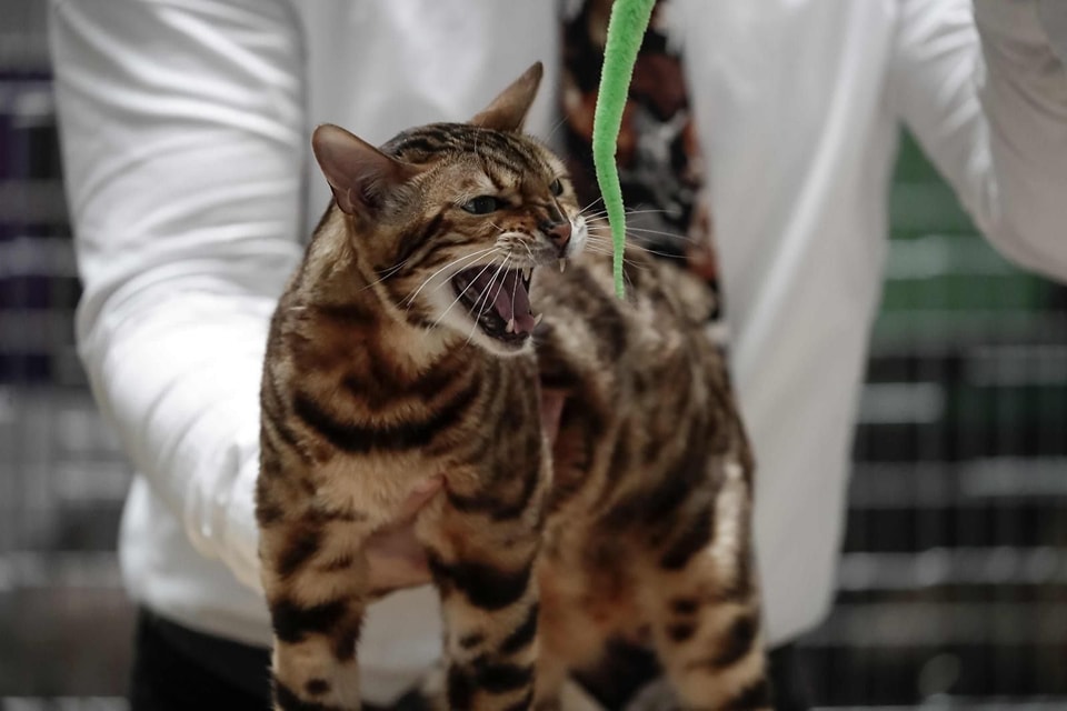 Concurso de belleza felino en Costa Rica