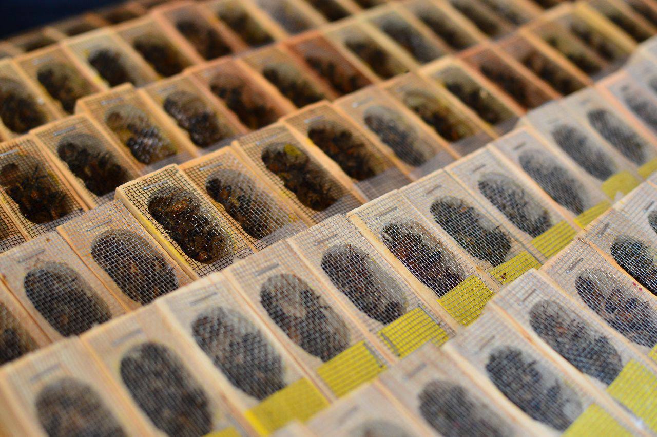 Entrega de abejas reina en Yucatán