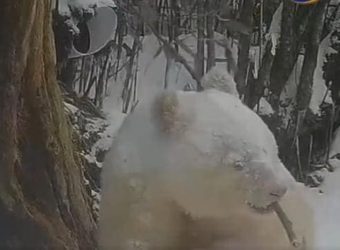 Captan al único panda totalmente blanco en el mundo