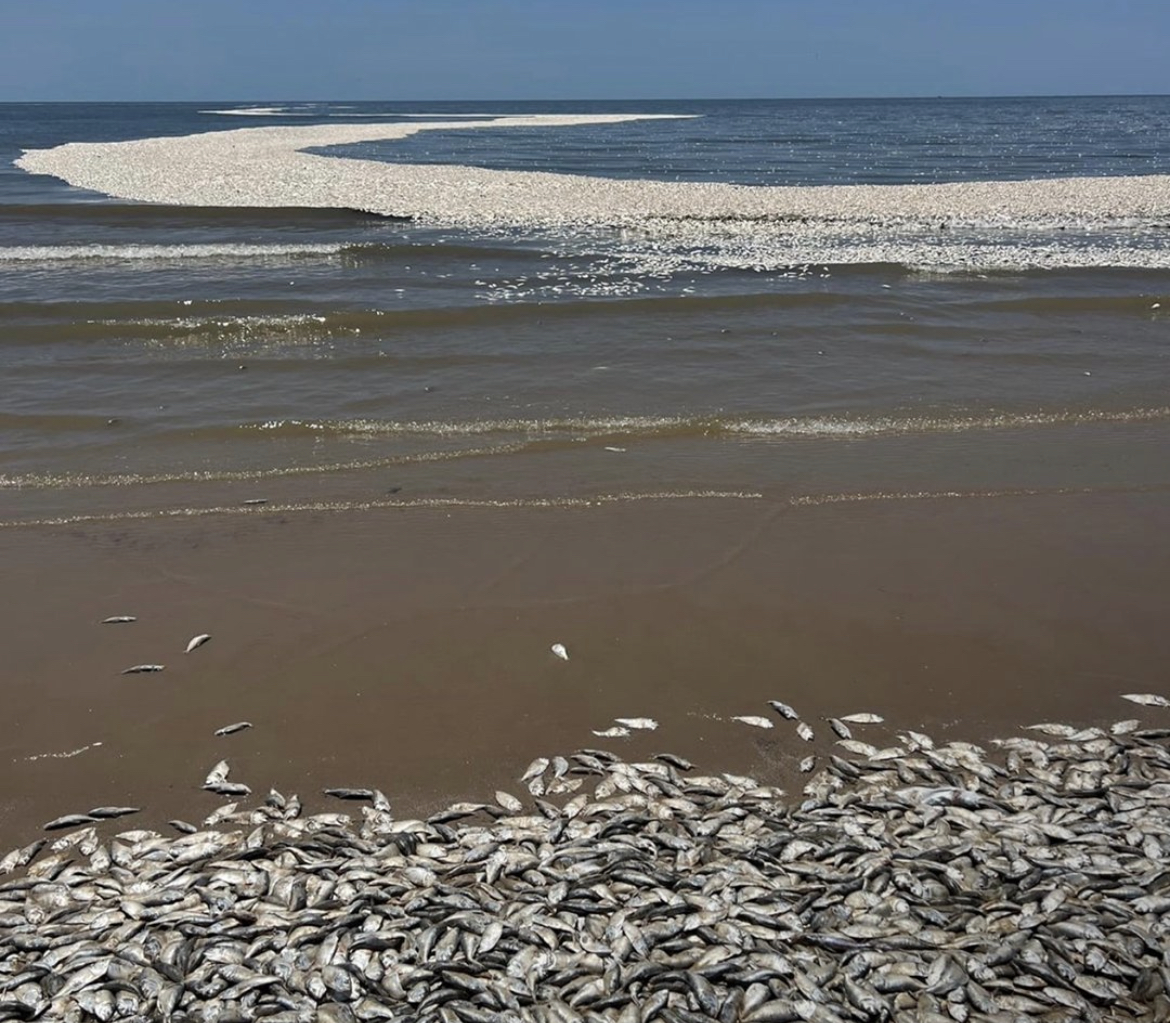 Mueren decenas de peces por altas temperaturas en Texas