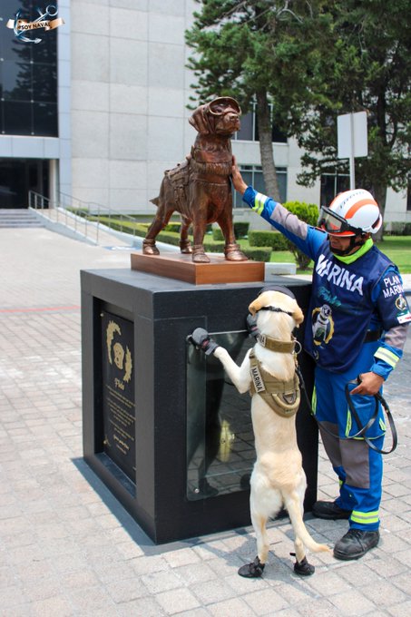 Ella es la sucesora de la perrita Frida