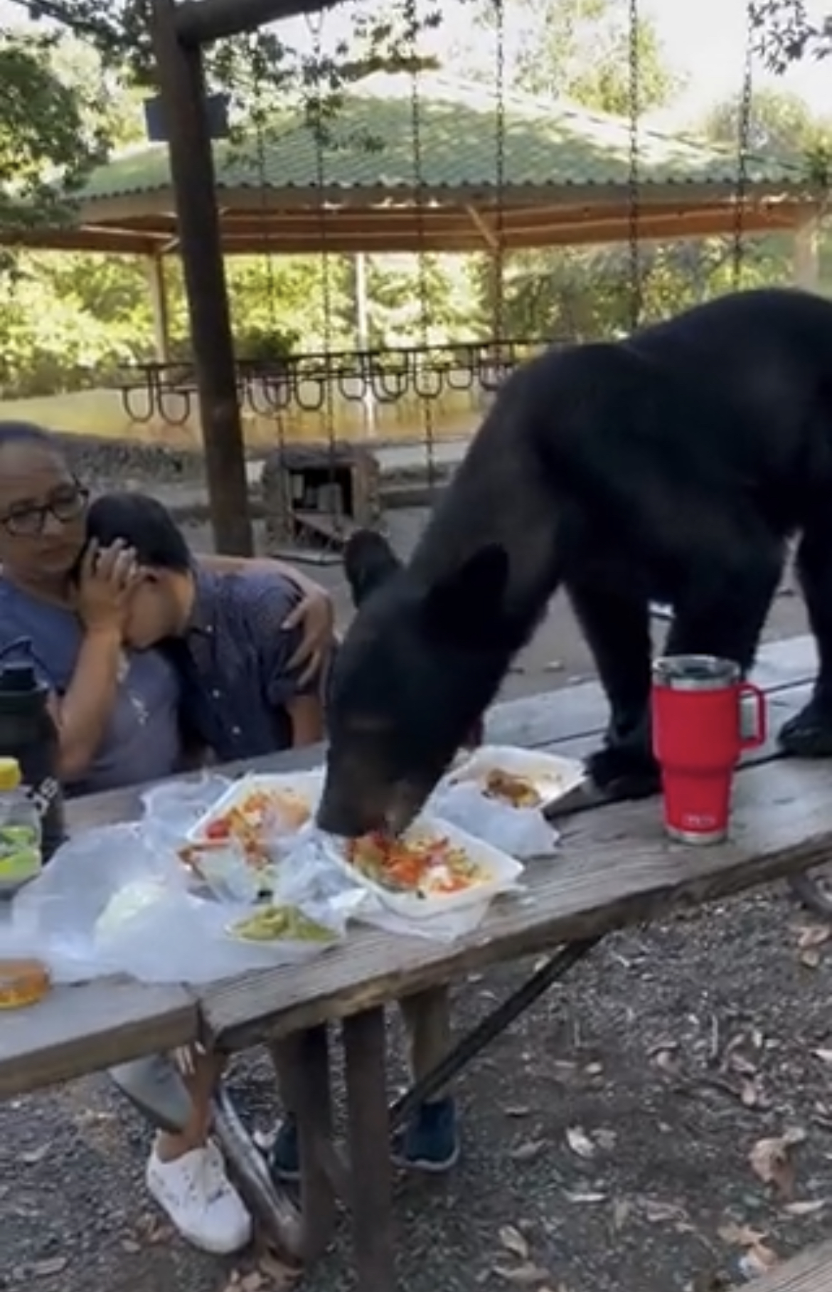 Oso se come los tacos y enchiladas de una familia en Nuevo León