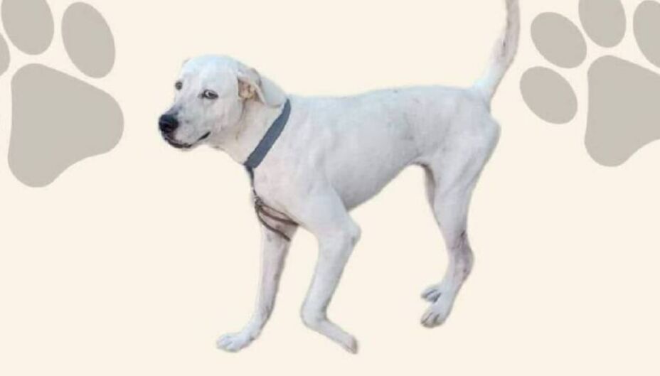 En Yucatán sentencian a la primera persona por crueldad animal tras el asesinato del perro ‘Ruffo’