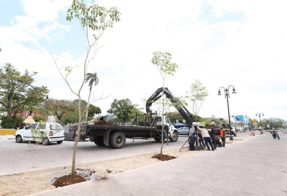 Continúa la plantación de maculís en el Corredor Turístico y Gastronómico