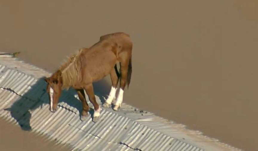 Rescatan a caballo atrapado en un techo por las inundaciones en Brasil