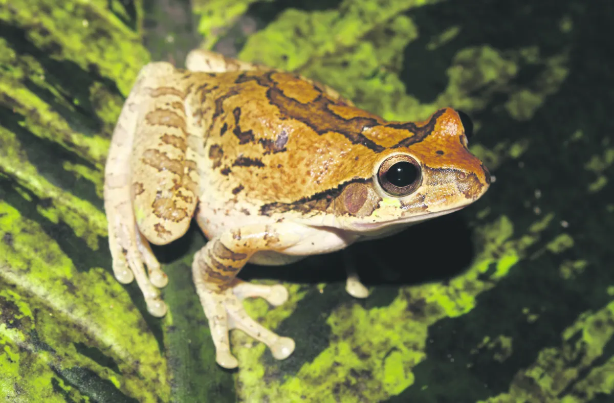 Los reptiles y anfibios que salen por la lluvia no son peligrosos