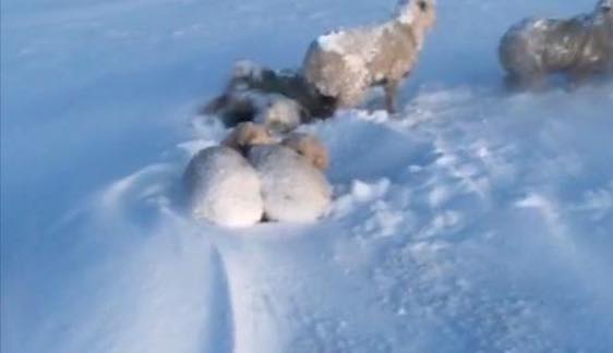 Alertan que por la ola de frío en Argentina.