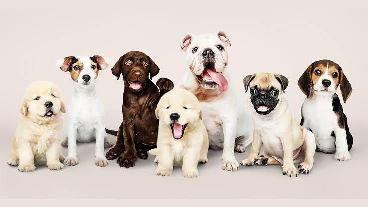 Día mundial del perro