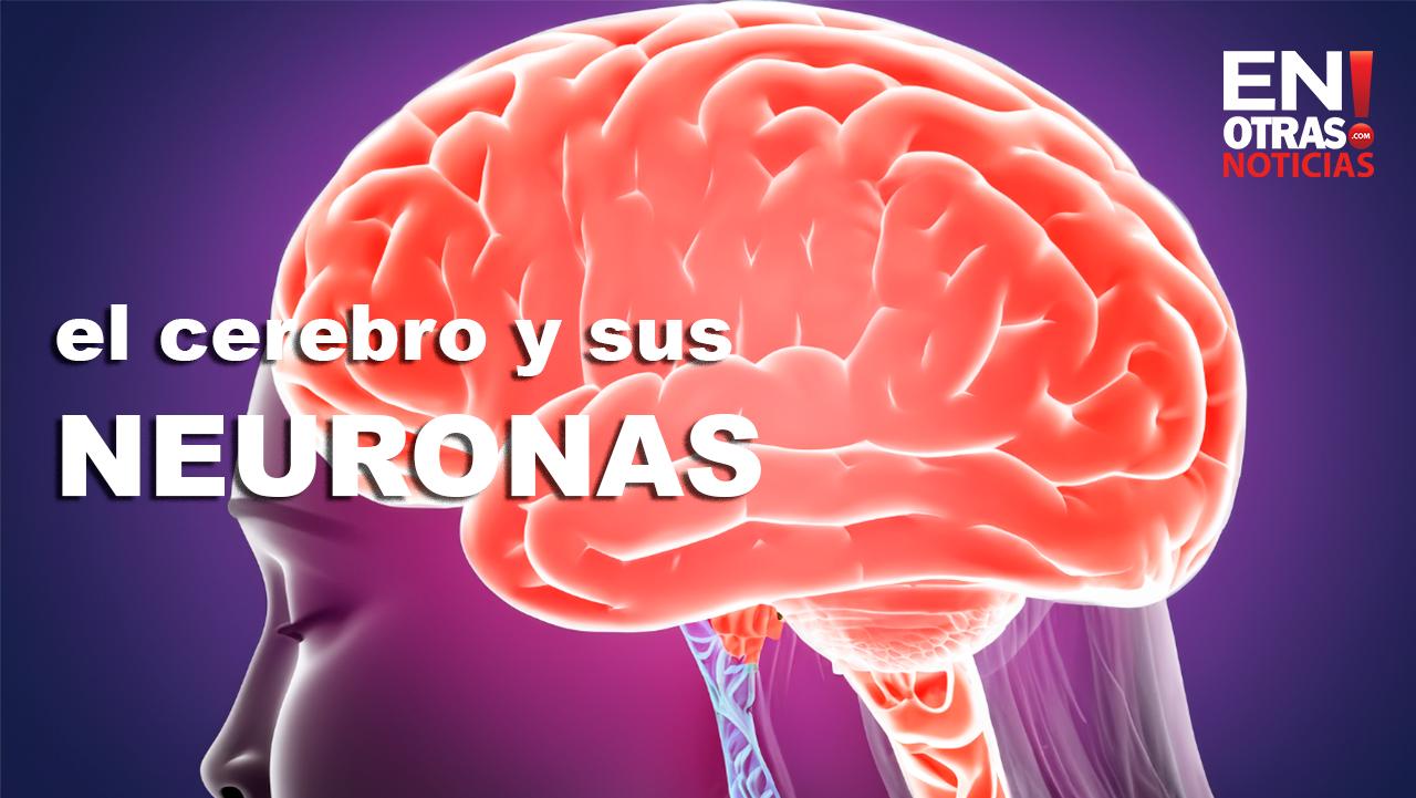 El cerebro y sus neuronas