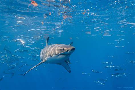 Tiburones se intoxican por sobreexposición