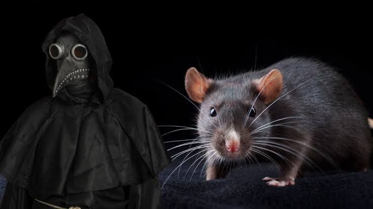 Confirman tercer caso de peste bubónica en humanos.