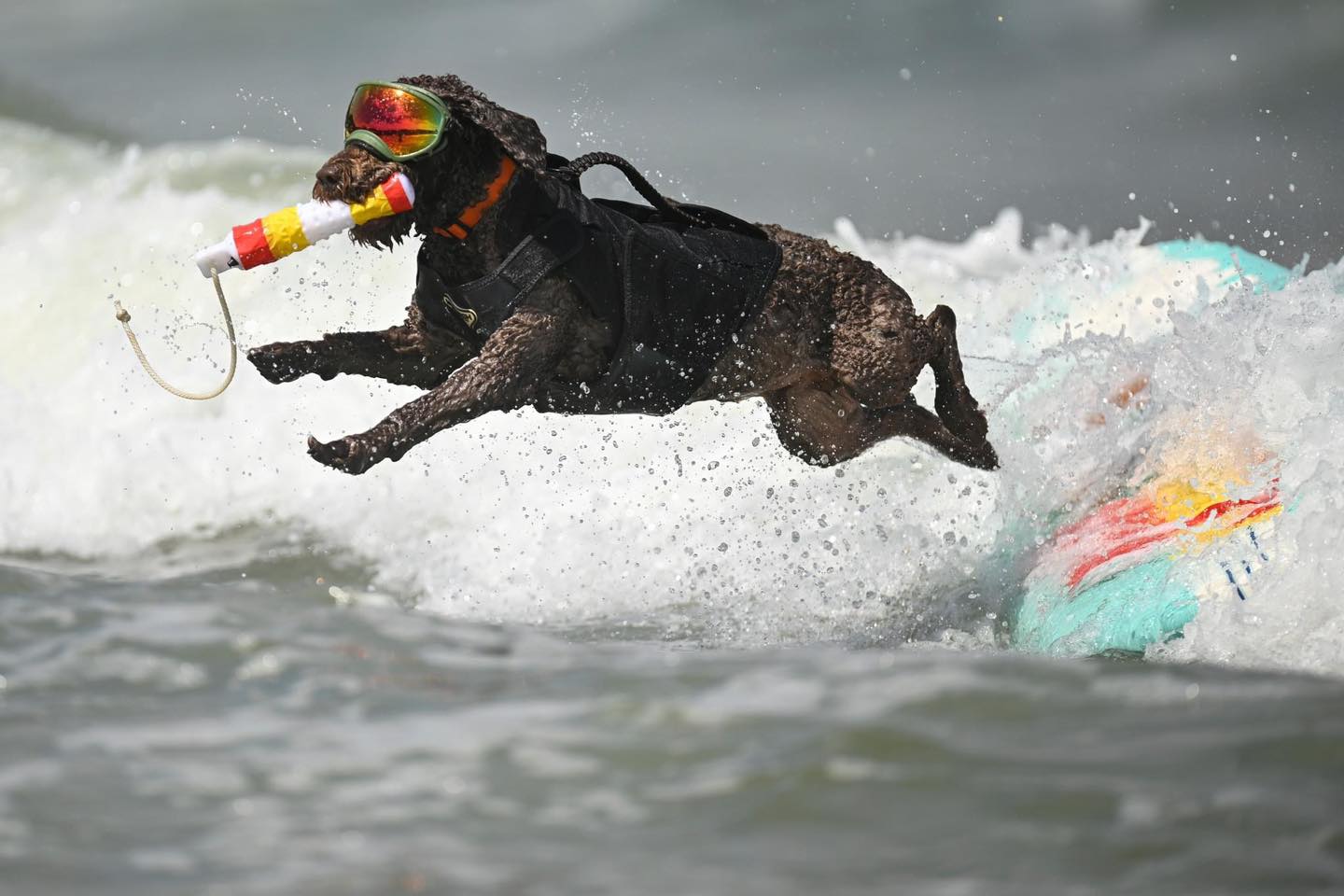 Campeonato Mundial de Surf Canino