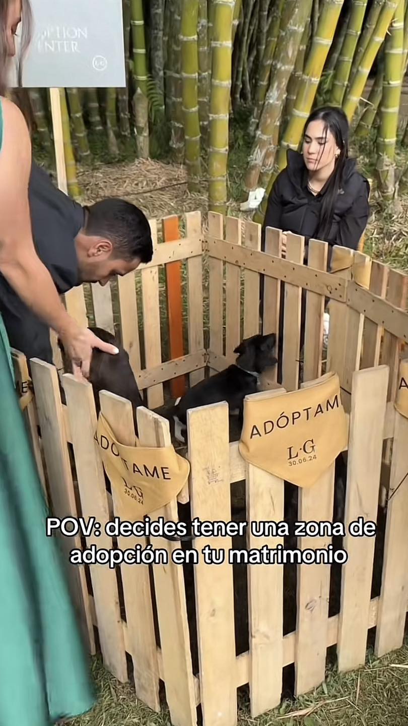 Novia promueve adopción de perritos en su boda