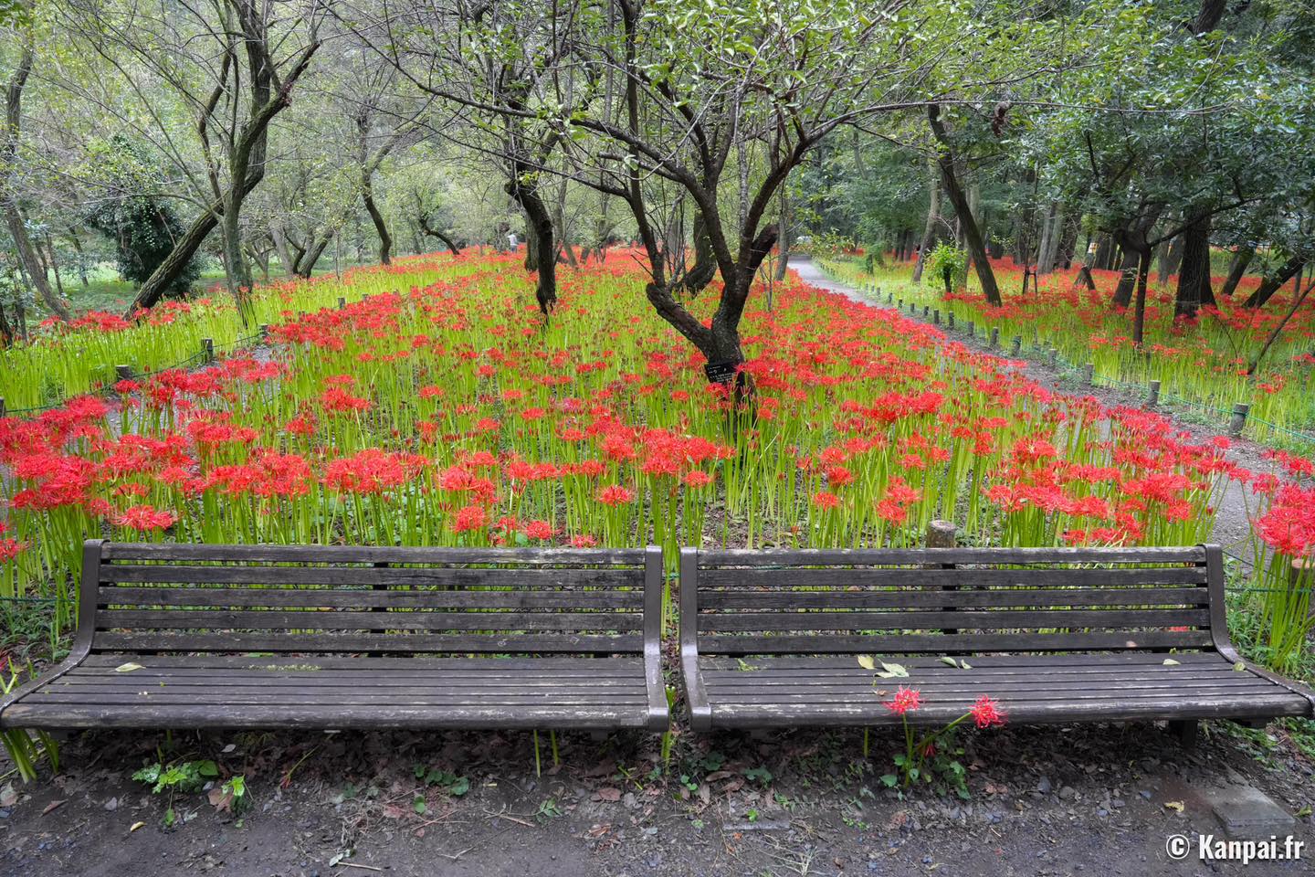 Visitantes disfrutan de millones de lirios rojos en parque japonés