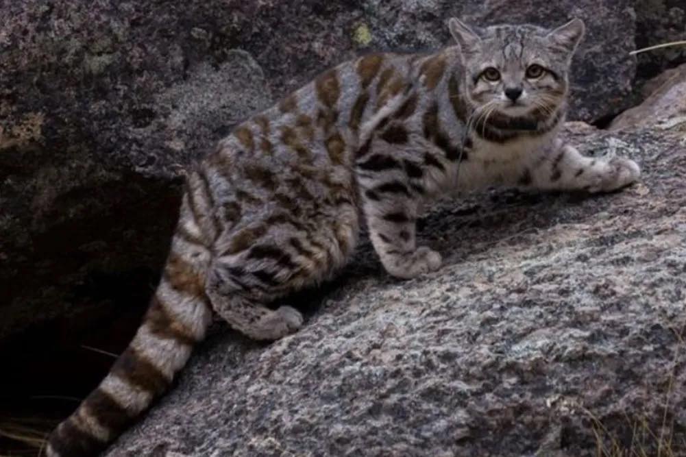 Una joven montañista salteña logró fotografiar al enigmático “Fantasma de los Andes”