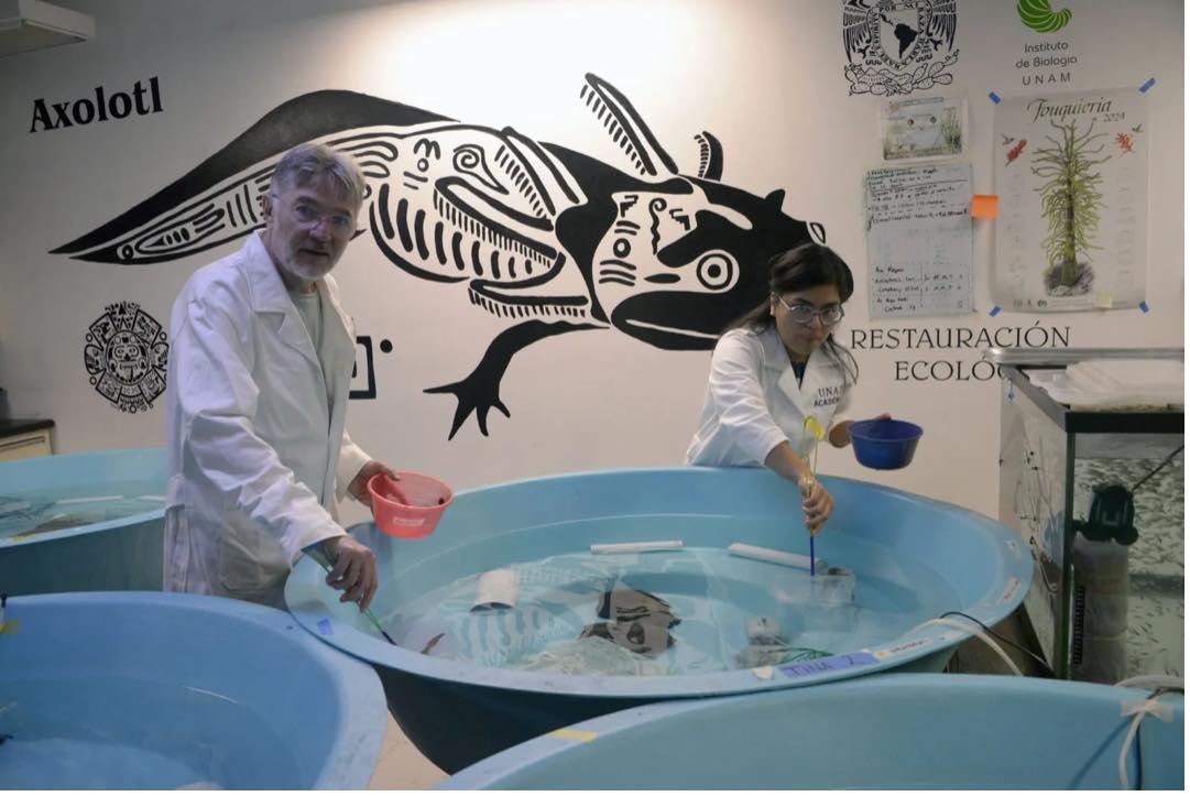 Científicos realizan censo de axolote silvestre.