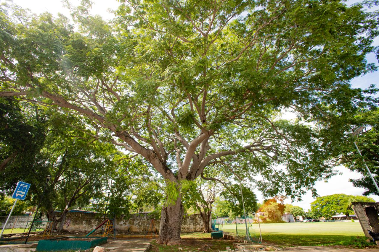 Mérida Verde, estrategia integral para arborizar la ciudad y combatir el cambio climático