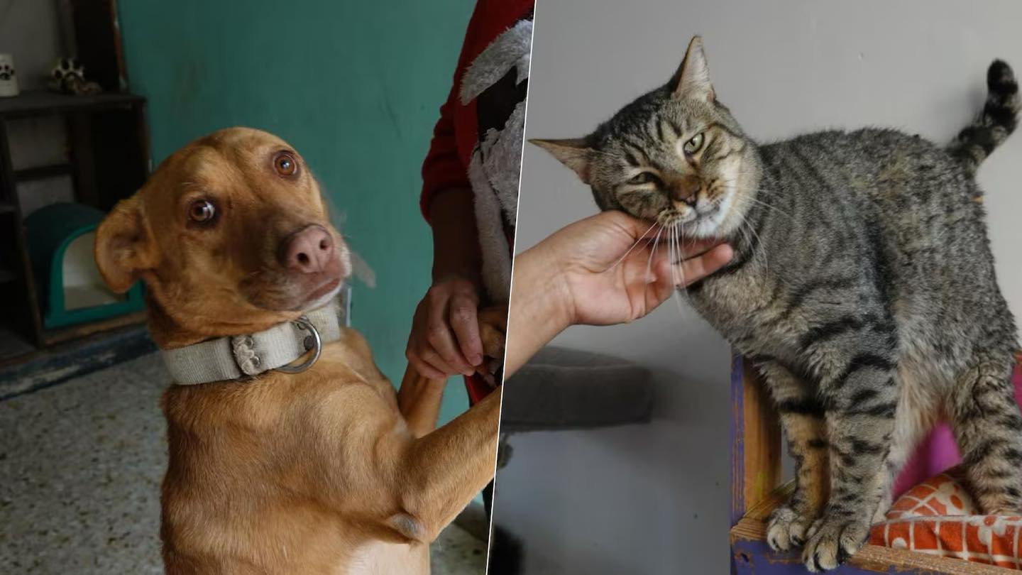 Senadores piden no comprar ‘michis’ ni ‘lomitos’; ‘los animales no son juguetes’