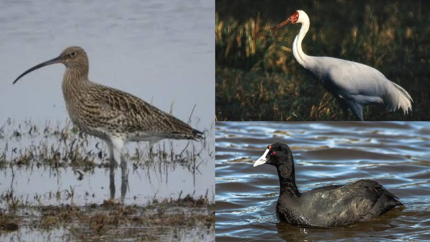 ¡Aves en peligro: la urgencia de proteger los humedales!