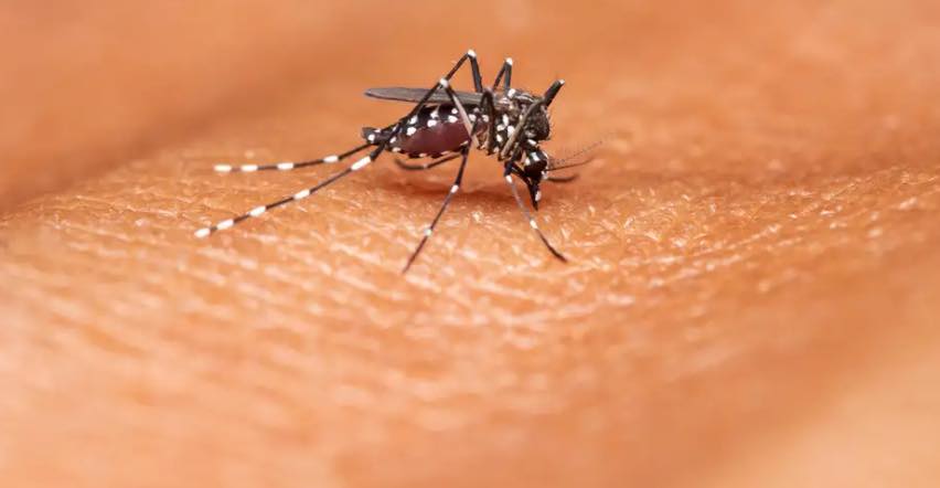 Brasil anuncia su primera vacuna contra el dengue