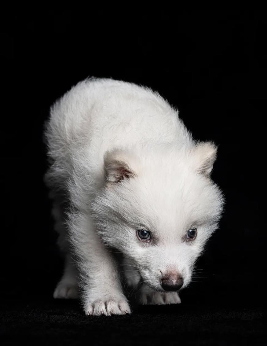 El lobo terrible ha regresado después de más de 10,000 años extinto.