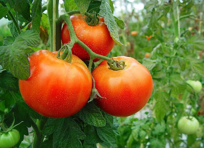 EU aplicará impuesto de 20.91% a tomates mexicanos desde el 14 de julio