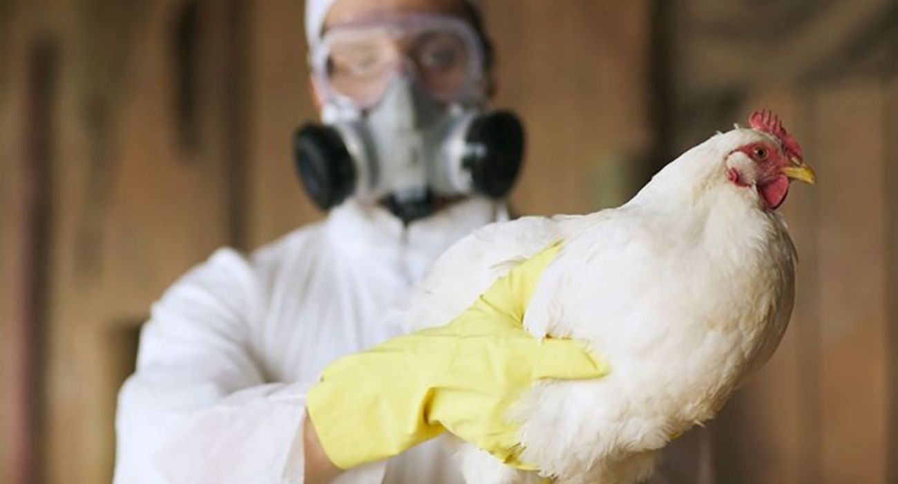 Falleció la niña contagiada de influenza aviar A (H5N1).