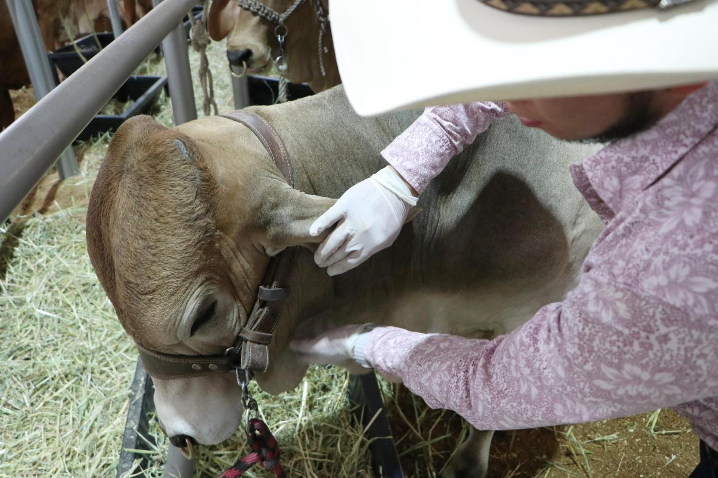 Alerta sanitaria en México por segundo caso humano de gusano barrenador