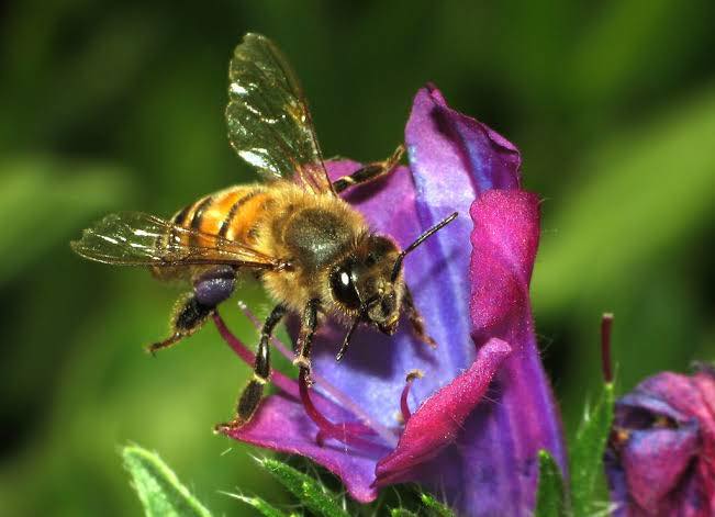 Día Mundial de las Abejas