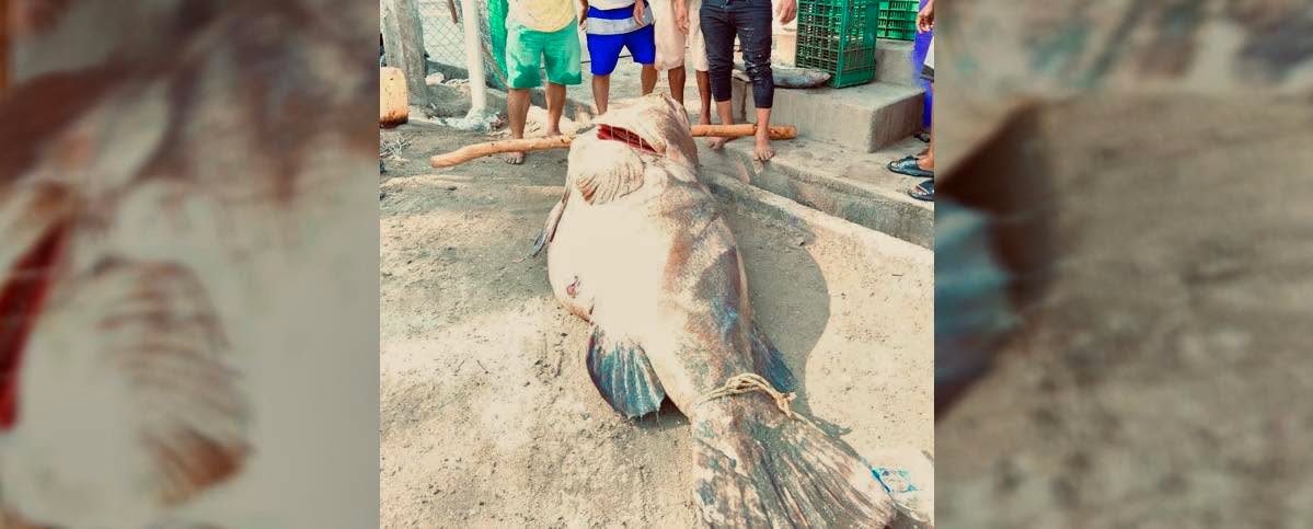 Hazaña en Tabasco; pescan un mero de 290 kilos.