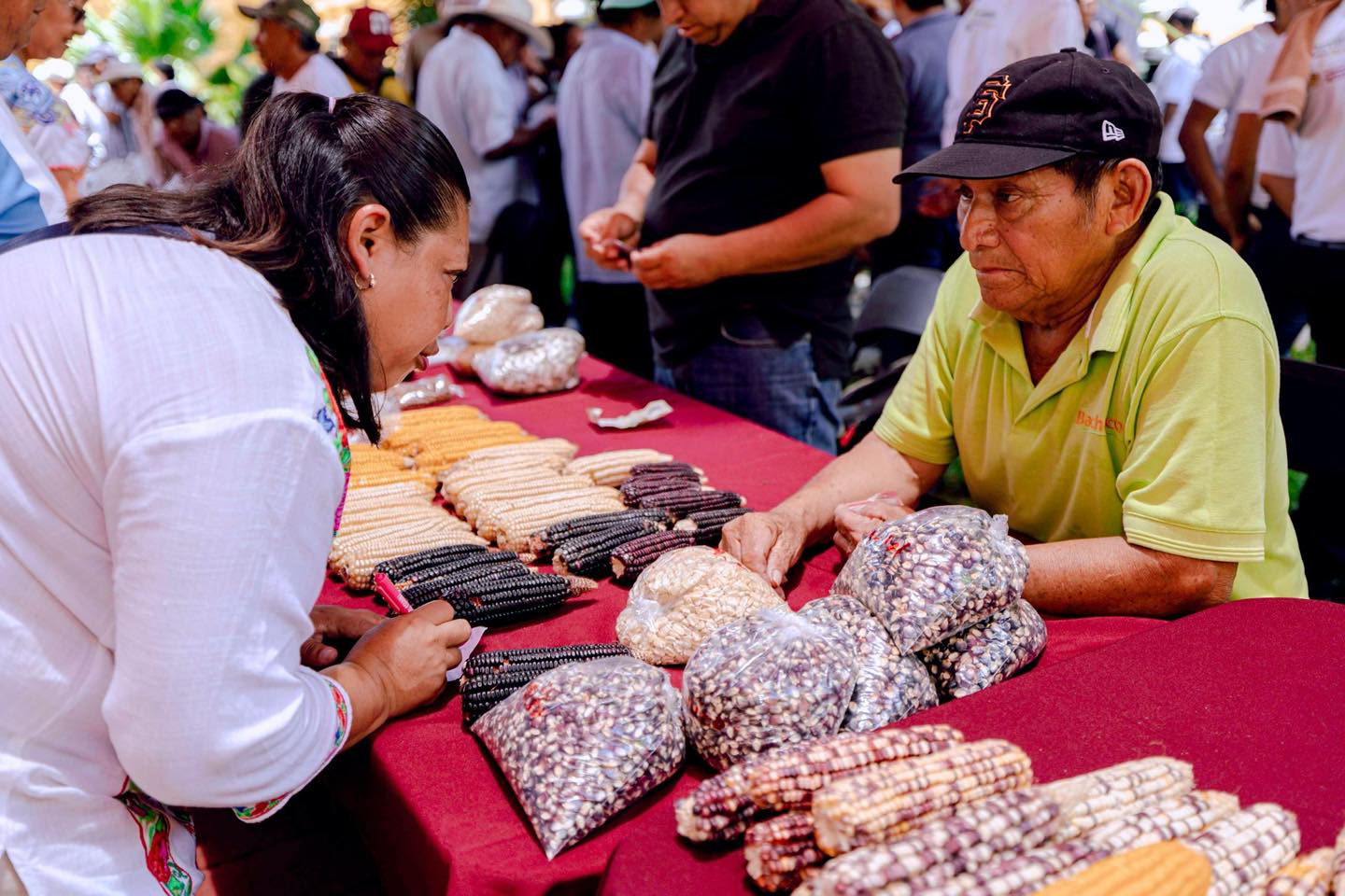 Yucatán impulsa la conservación de saberes mayas sobre milpa y apicultura