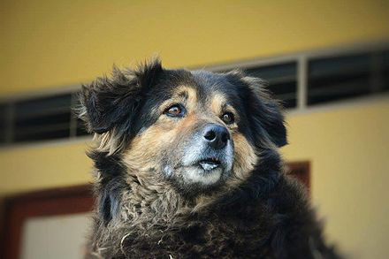 Día de los perros mestizos