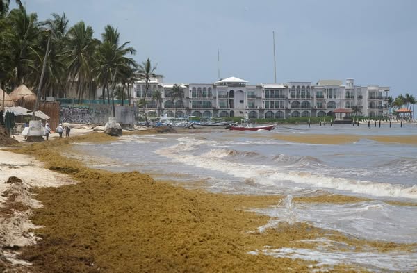 Impacto del sargazo en las actividades turísticas de Playa del Carmen