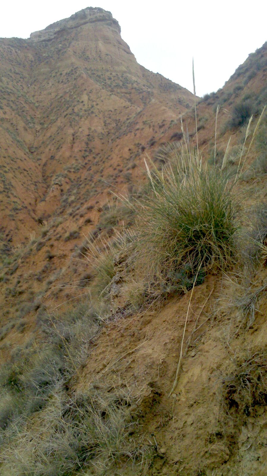 Búsqueda urgente de Ana Amelí García en el Ajusco.