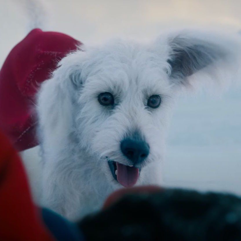 El “Efecto Krypto” impulsa un aumento récord en adopciones de perros tras estreno de la nueva película de Superman