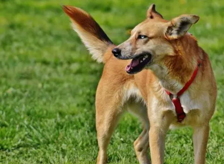 Día Mundial del Perro: un homenaje a la lealtad y un llamado a la adopción responsable