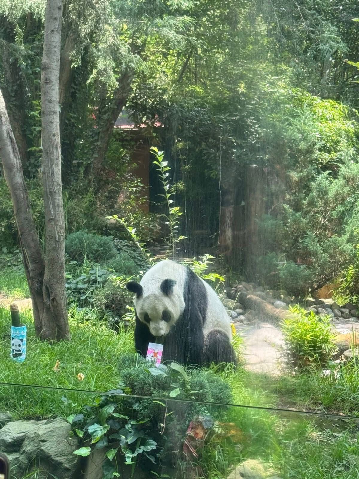 Xin Xin la osa panda considerada un símbolo de esperanza y conservación en México