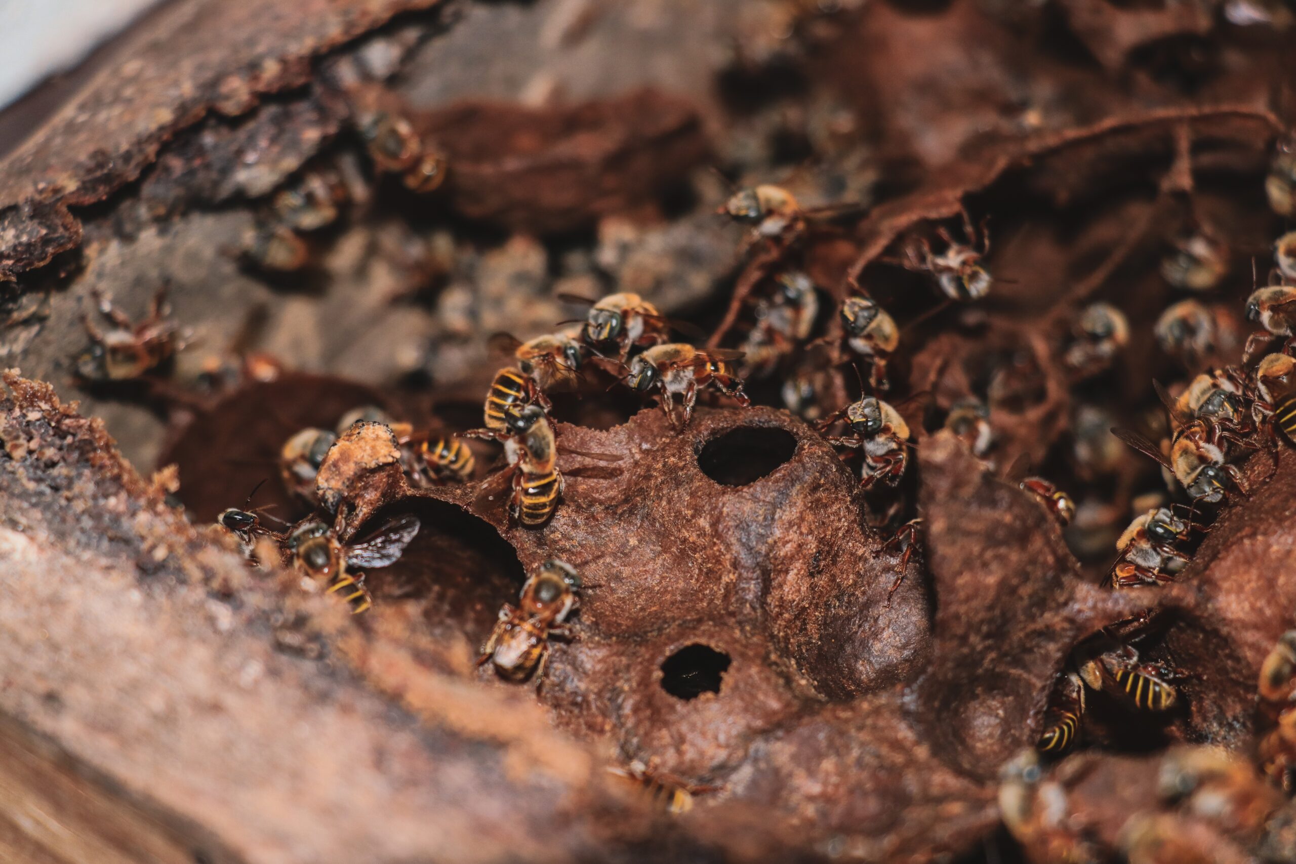 Gobierno de Yucatán fortalece la apicultura con apoyos directos e inversión sin precedentes