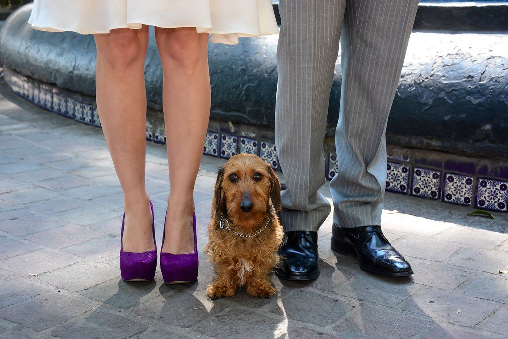 CDMX se convierte en pionera al garantizar cuidados y manutención a mascotas en procesos de divorcio