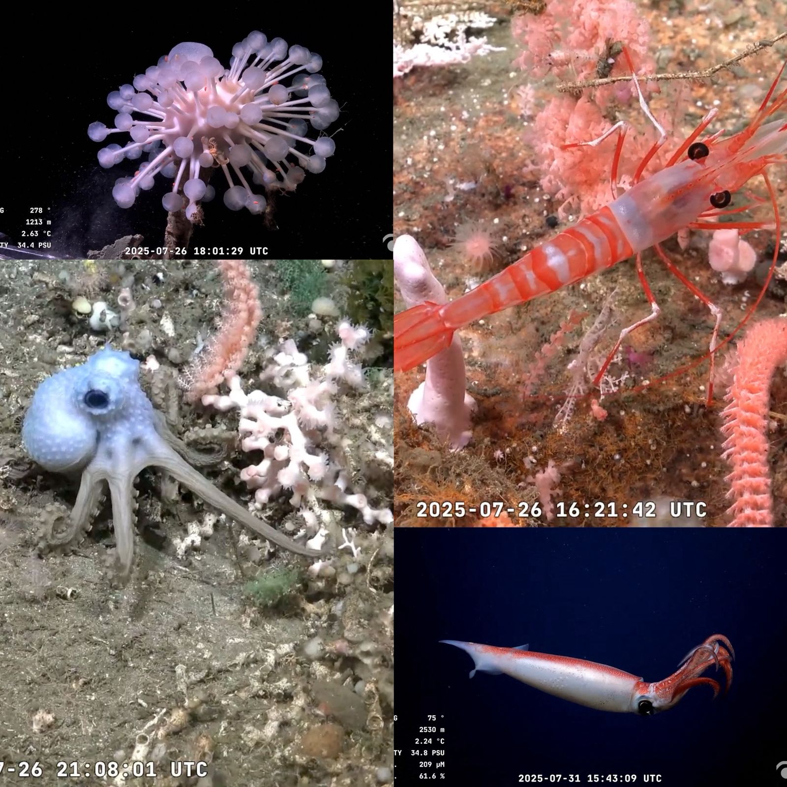 Un robot argentino revela los misterios del Atlántico Sur y cautiva a miles en YouTube