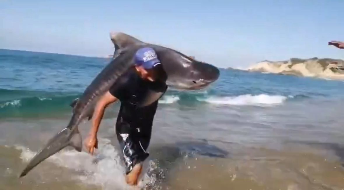 Hombre captura tiburón tigre con sus propias manos en playa de Michoacán