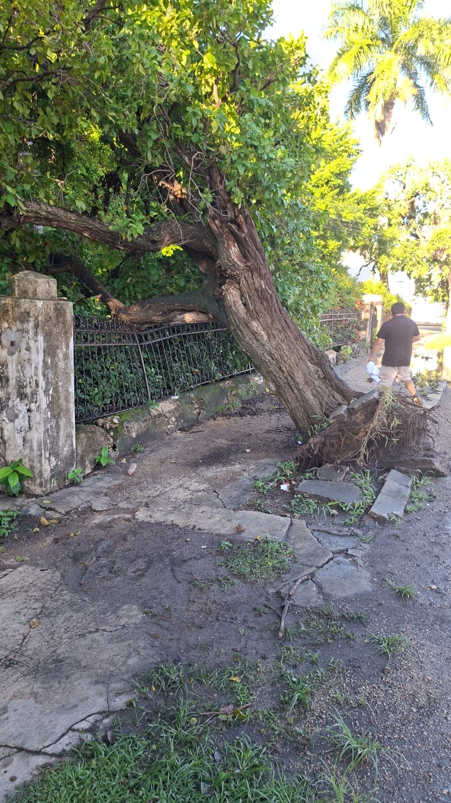 Árbol en riesgo se retira de Pérez Ponce para cuidar tu seguridad