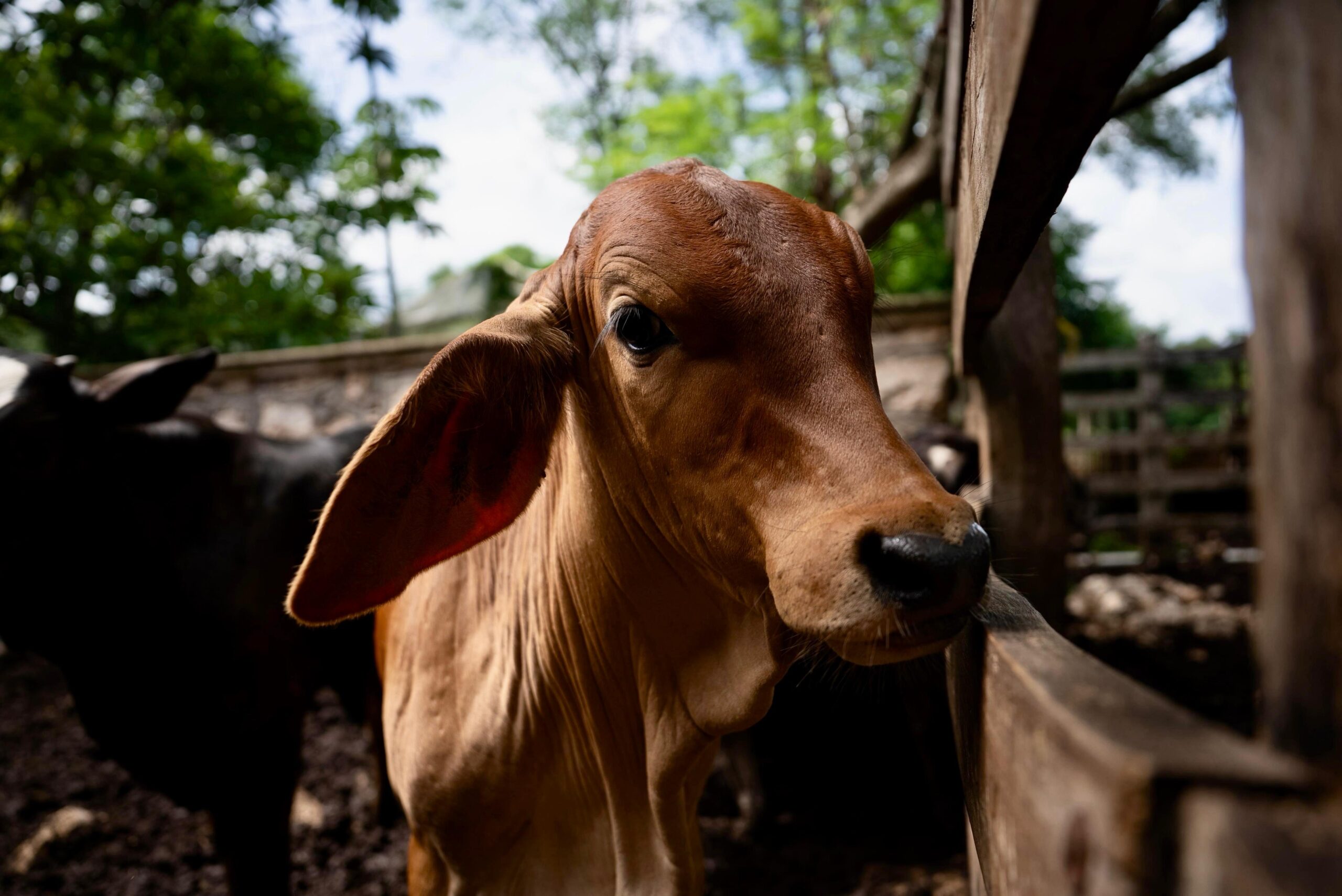 Atención oportuna a heridas en animales clave para prevenir gusano barrenador en Yucatán
