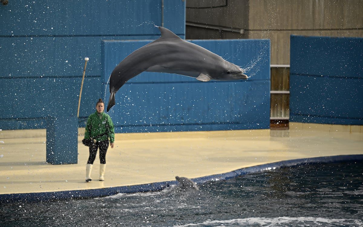 El dramático adiós de los 9 delfines de Selwo Marina