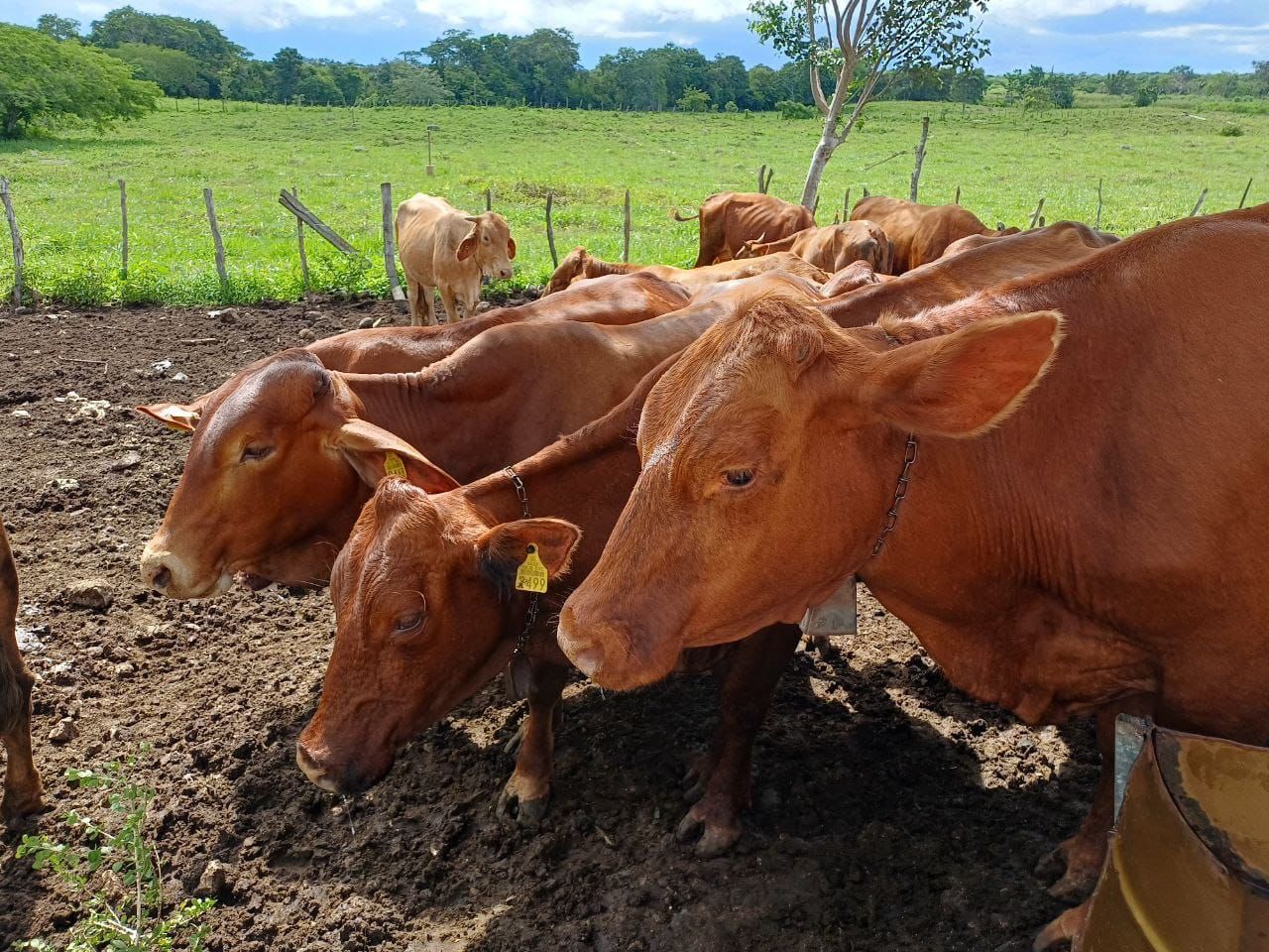 Yucatán con nuevos casos de Gusano Barrenador