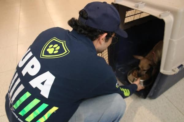 Rescatan 8 perros abandonados en Mérida