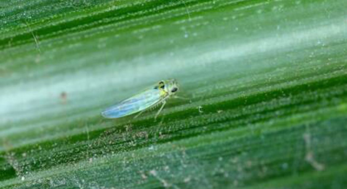 Detectan por primera vez plaga Osbornellus salsus en radicchio mexicano; EU retorna envío por riesgo fitosanitario