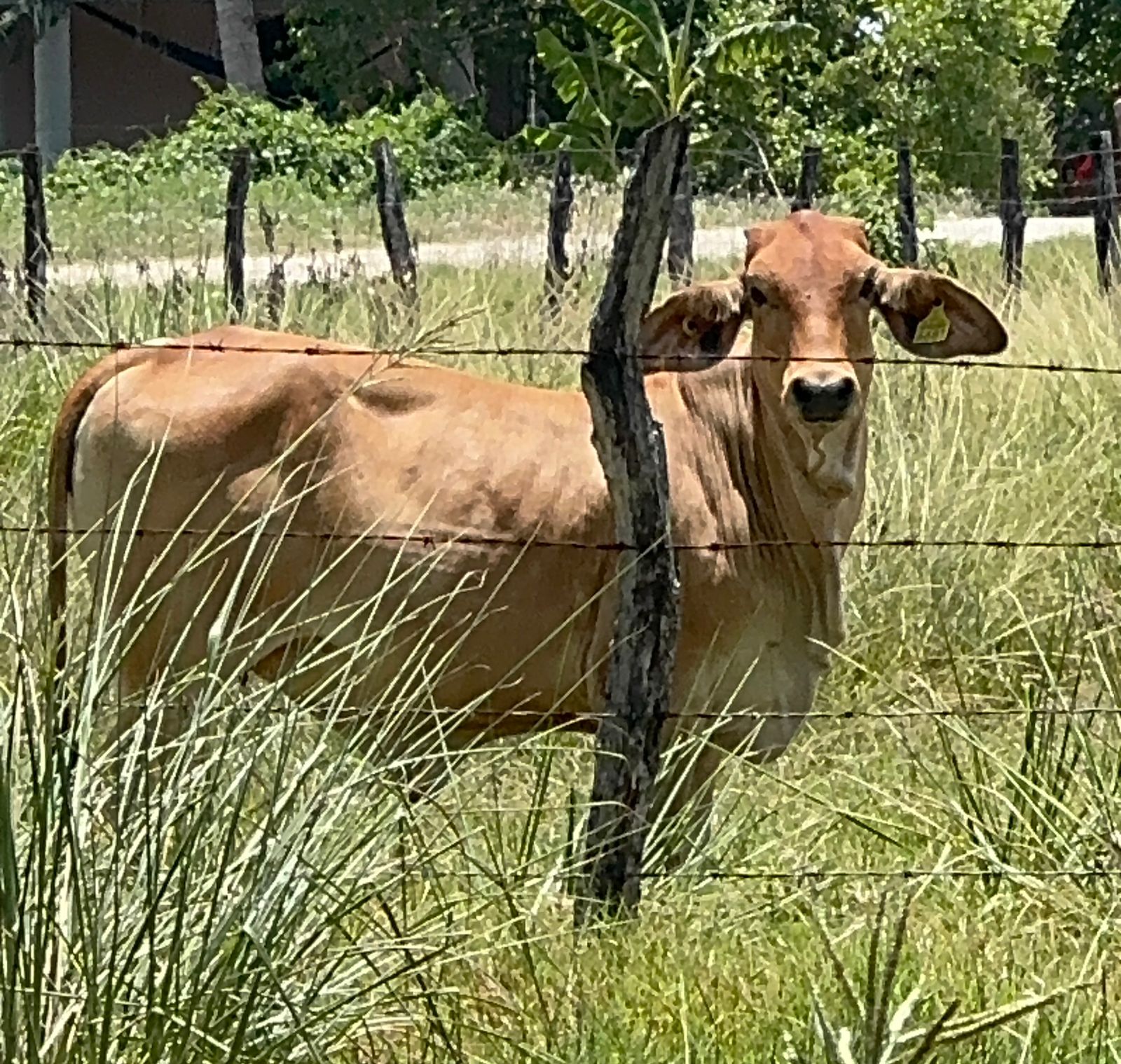 Aumentan casos de miasis por Gusano Barrenador del Ganado en humanos en México