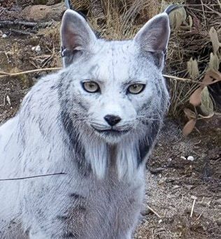 Capturan en Jaén al primer lince ibérico leucístico del mundo