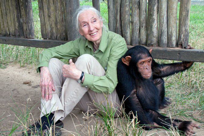 Fallece Jane Goodall, pionera en el estudio de los chimpancés y defensa del medio ambiente
